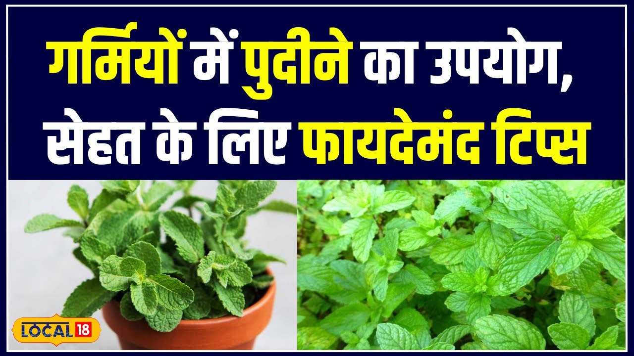 Health Tips: सेहत के लिए वरदान: ये पौधा रखता है बीमारियों को दूर! | #local18