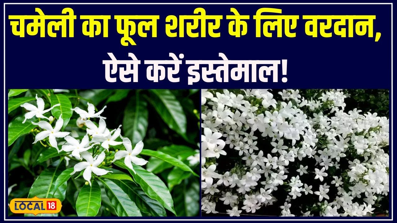 Health Tips: केवल रात में खिलता है महादेव का ये पसंदीदा फूल, महक ऐसी कि दिमाग को कर दे शांत #local18