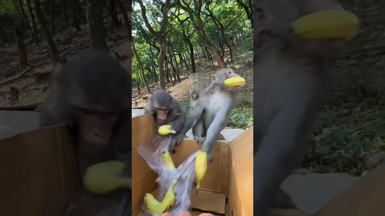 monkey funny video #shorts#tin3phut #short #cothebanchuabiet #kienthucthuvi #love  #song #viral