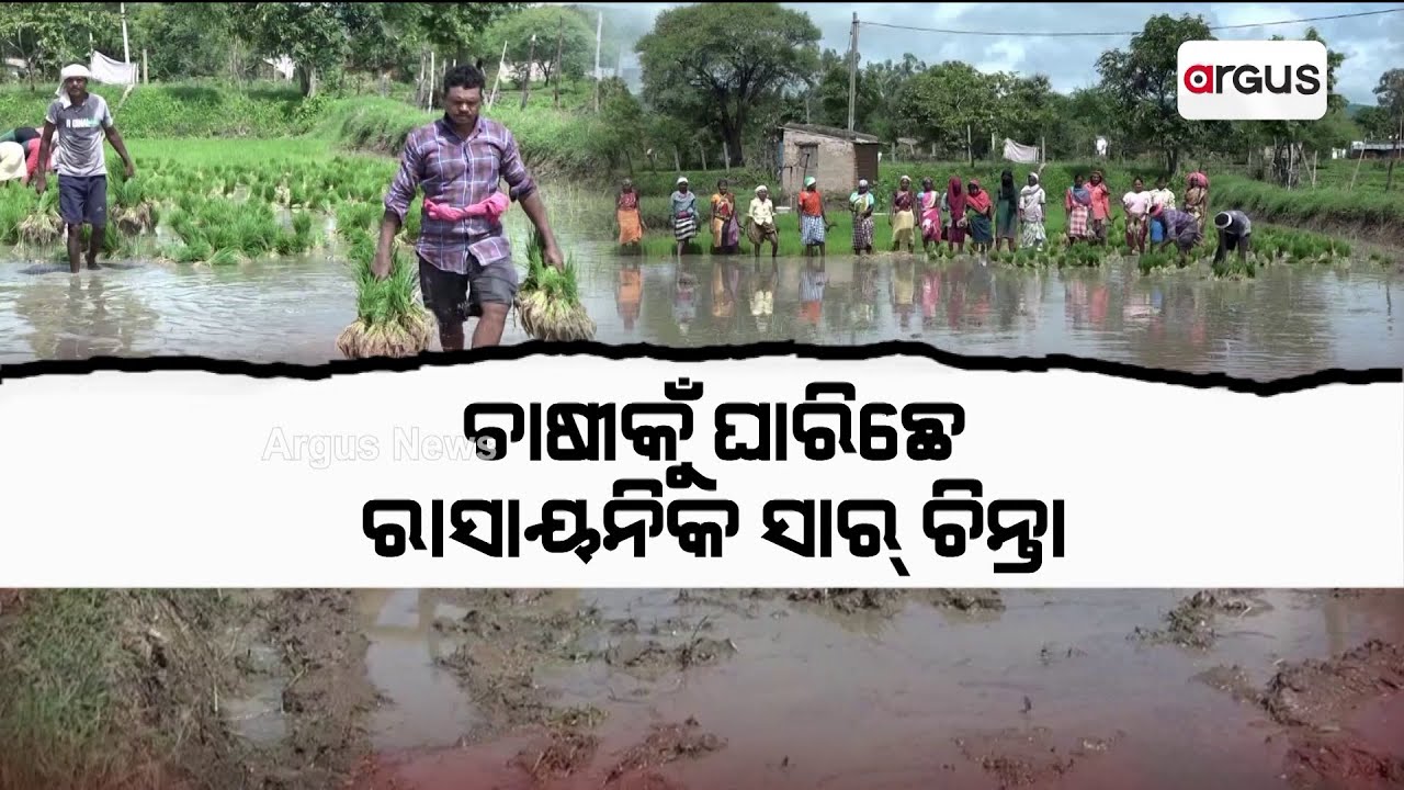 ଚାଷୀକୁଁ ଘାରିଛେ ରାସାୟନିକ ସାର୍ ଚିନ୍ତା || fertilizar || Farming Problem