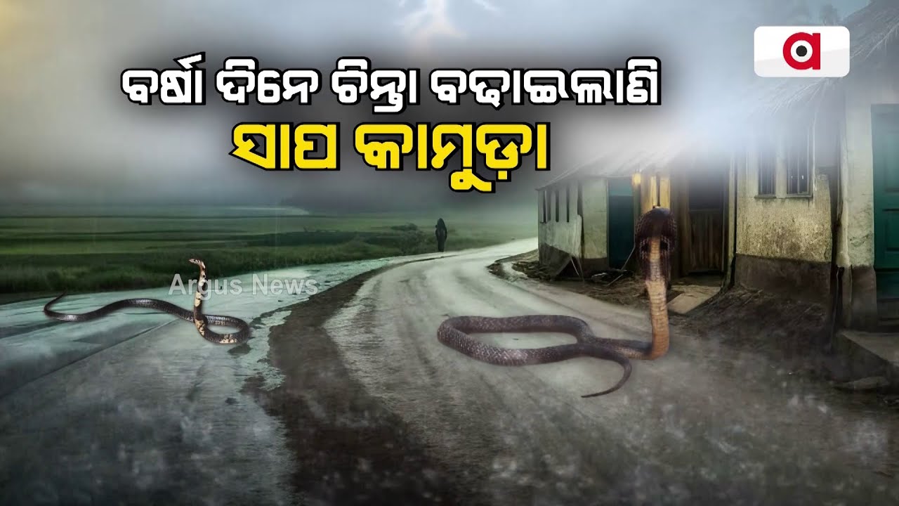 ବର୍ଷା ଦିନେ ଚିନ୍ତା ବଢାଇଲାଣି ସାପ କାମୁଡ଼ା || Snake Bites