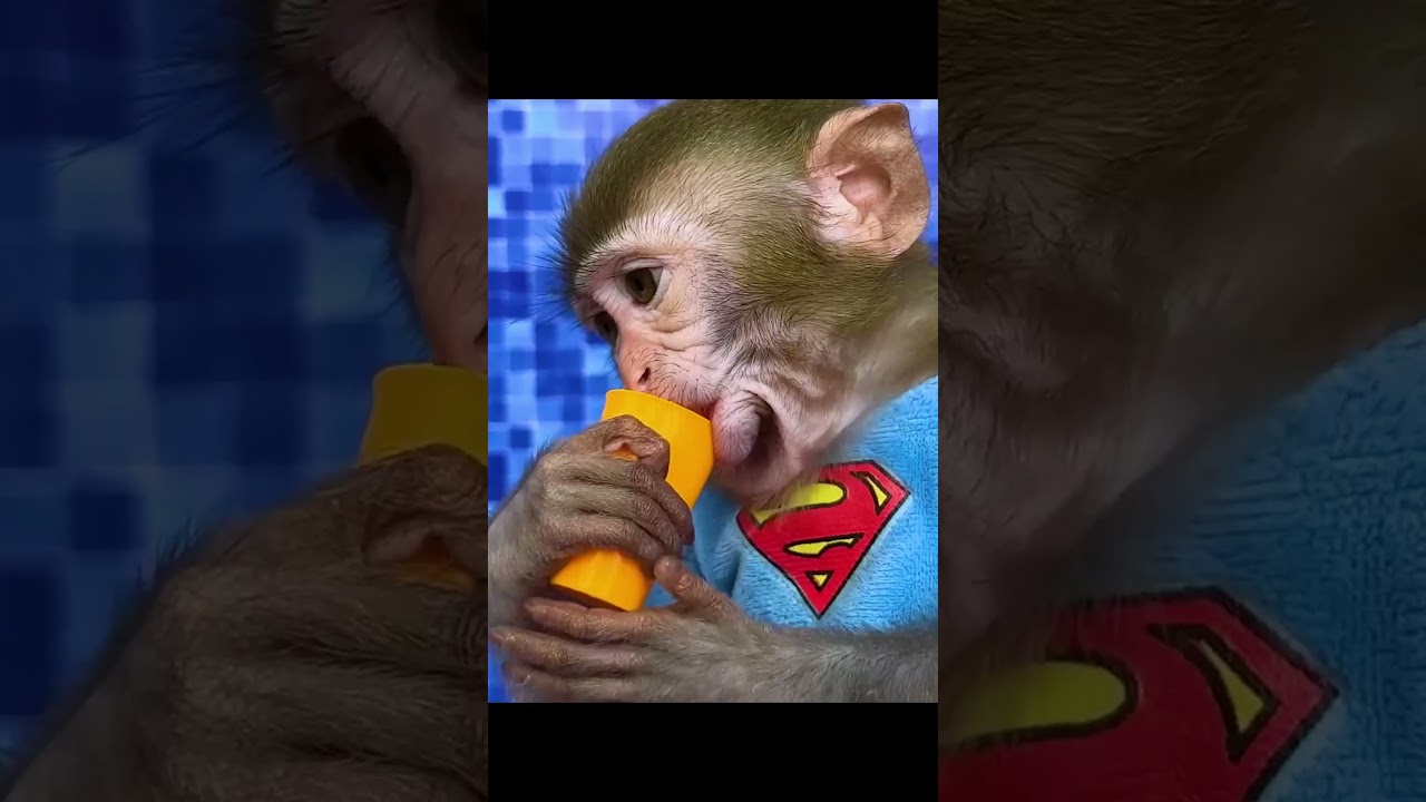 monkey funny video #shorts#tin3phut #short #shortvideo #kienthucthuvi #love  #song #viral