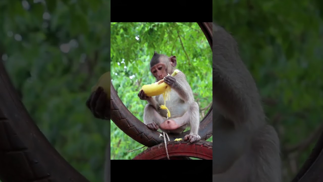 Monkey #funny #shorts #kienthucthuvi #animals #lofi #tranding #tin3phut #comedy #edit #vlog #travel