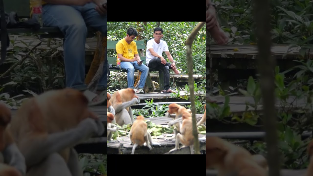 monkey funny video #shorts#tin3phut #short #cothebanchuabiet #kienthucthuvi #love  #song #viral